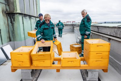 Instalace úlů na Nové radnici. Foto: Jiří Zerzoň