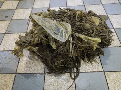 Nechtěný pomník lidské hlouposti - klubko plastových sáčků ze žaludku kozy kamerunské. Foto: Monika Vlčková