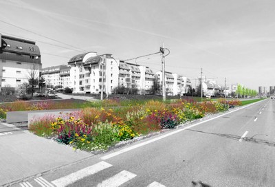 Tramvajová trať v Horní ulici ožije zelení a pestrou vegetací. Vizualizace: Lenka Vašíčková