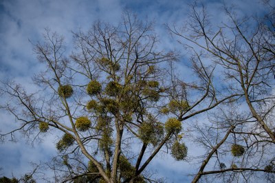 Jmelím zasažené stromy. Foto: Lukáš Kaboň