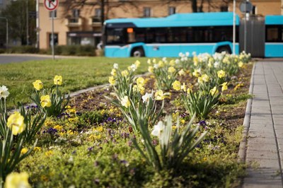 Jedním z mnoha příkladů ozeleňování města je vysazování trvalkových záhonů do veřejného prostoru. Foto: Boris Renner