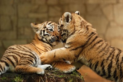 K foto: Tygří kluci se mají čile k světu