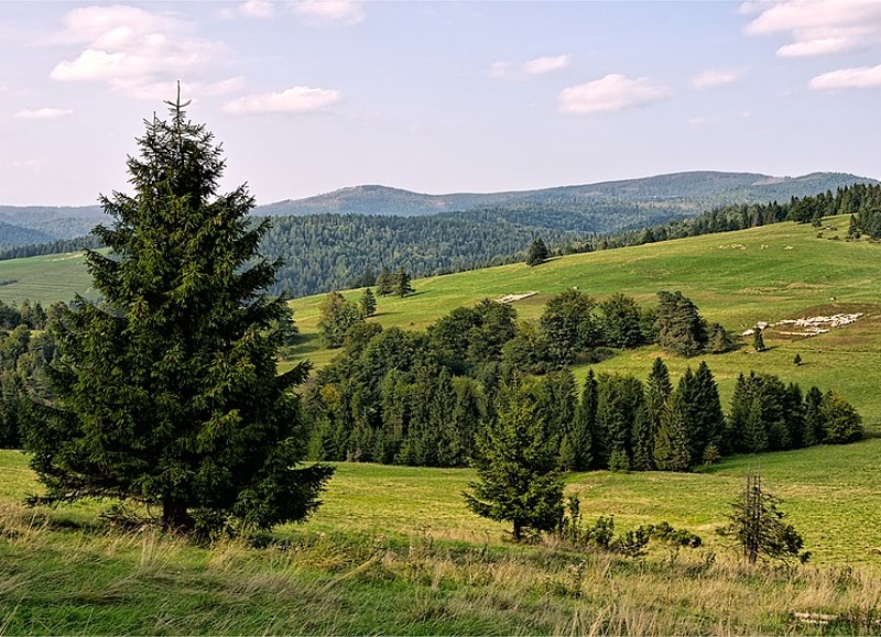 Děti z Ostravy jezdí díky fondu na pobyty za čistým vzduchem do Beskyd, na Vsetínsko a do Jeseníků. Ilustrační foto: Pixabay