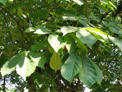 Zdravé listy injektovaného jírovce. Foto: MMO