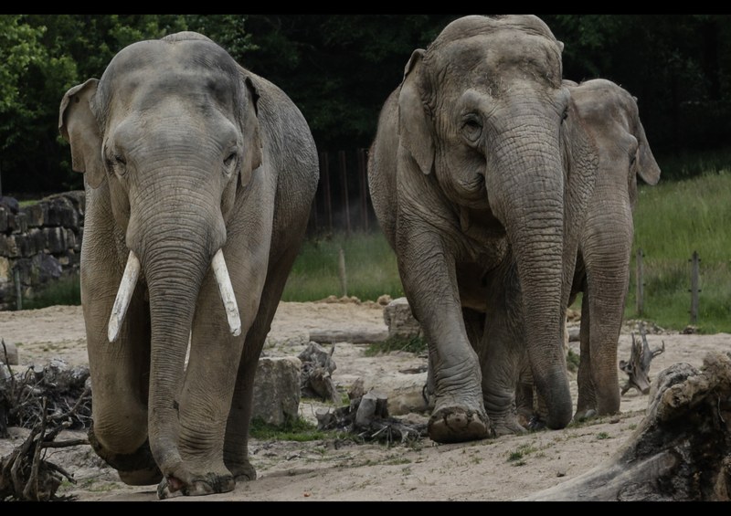Ostravská zoo má nového slona Ostravská zoo má nového slona