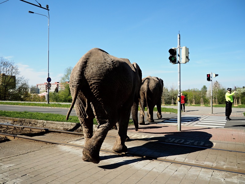 Hlavní cenu vyhrál snímek Bezpečnost především Ilony Hromádkové.
