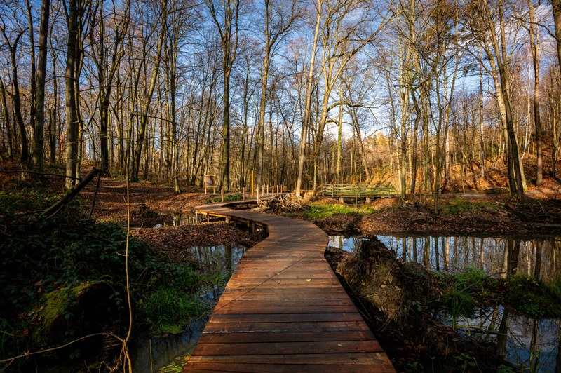 Nové povalové chodníky jsou novodobou součástí staleté historie Bělského lesa. Foto: Lukáš Kaboň