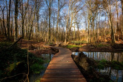 Nové povalové chodníky jsou novodobou součástí staleté historie Bělského lesa. Foto: Lukáš Kaboň