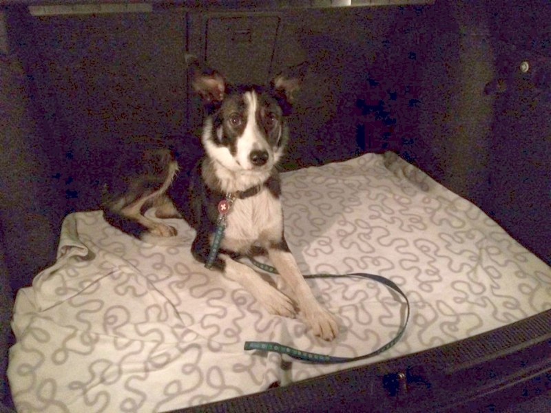 Zmizelá fenka Bristel