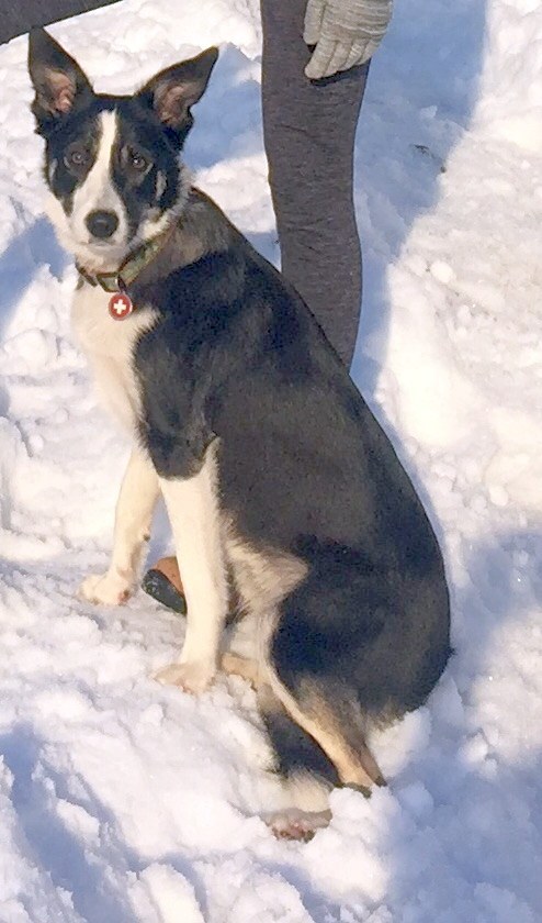 Ztracená záchranářská fenka Bristel