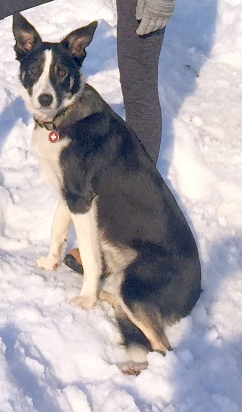 Ztracená záchranářská fenka Bristel