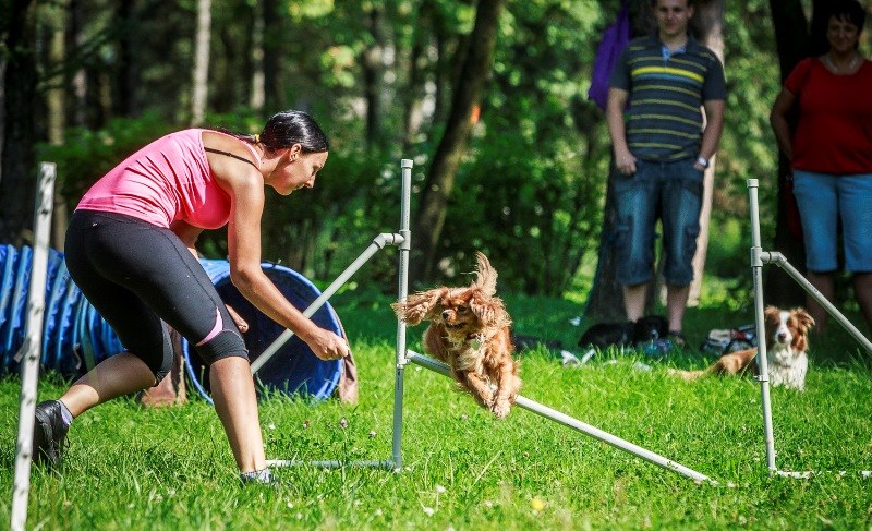 Kynologové se předvedli i s domácími mazlíčky.