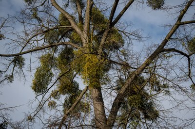 Jmelí může pro stromy znamenat vážnou hrozbu. Foto: Lukáš Kaboň