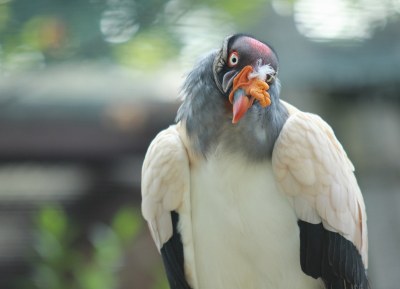 Kondor královský. Foto: Zoo Ostrava – Pavel Vlček