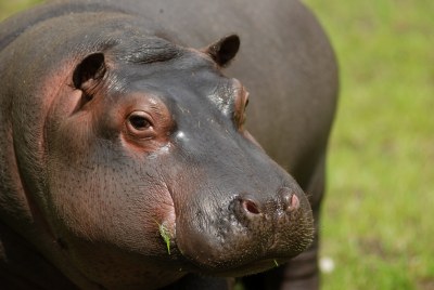 FOTO: Hroší mládě Hubert