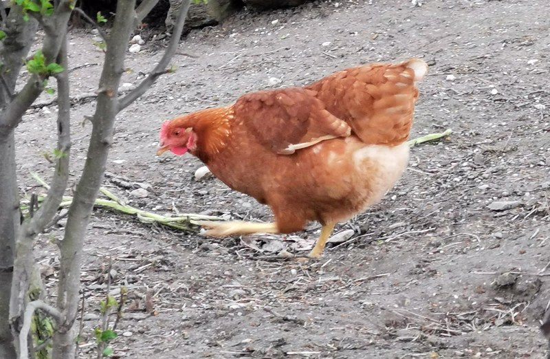 Krajští veterináři vydali mimořádné opatření kvůli ptačí chřipce Krajští veterináři vydali mimořádné opatření kvůli ptačí chřipce