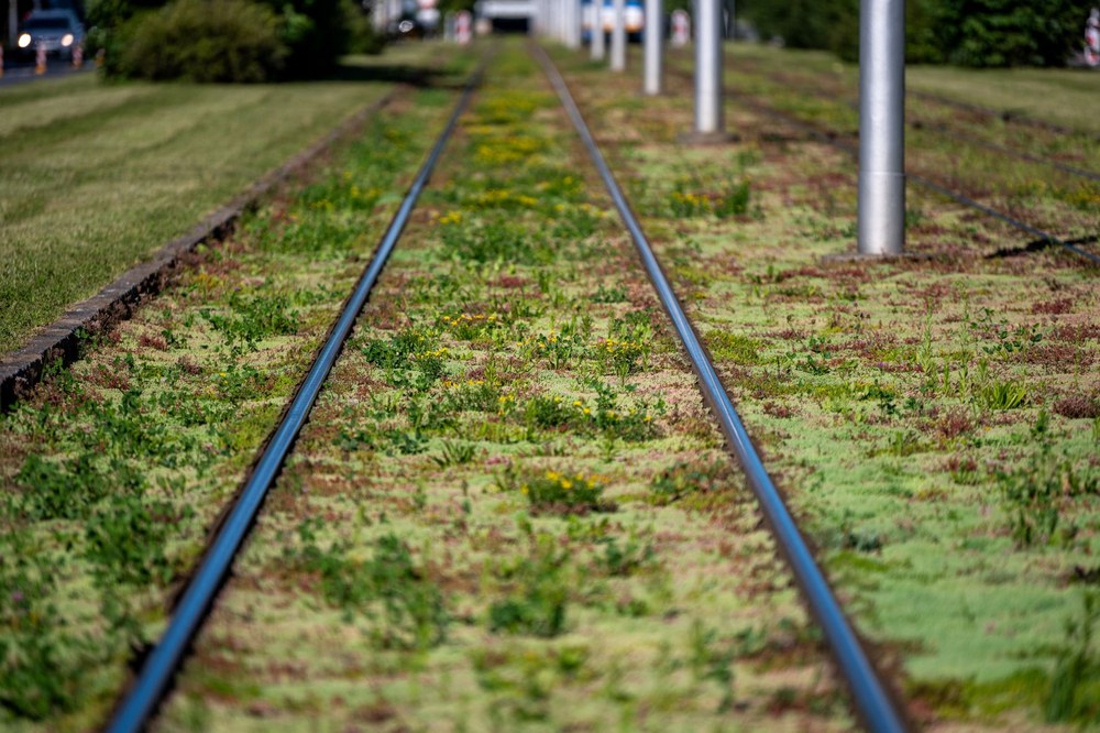 Ostrava provádí rovněž ozeleňování tramvajových tratí. Foto: Lukáš Kaboň Ostrava provádí rovněž ozeleňování tramvajových tratí. Foto: Lukáš Kaboň