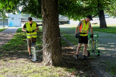 Injektáže stromů proti klíněnce. Foto: Adolf Horsinka