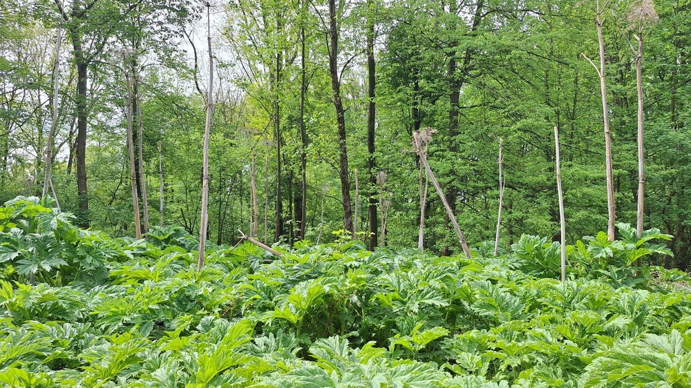 Lokalita před zahájením ošetření. Foto: MMO
