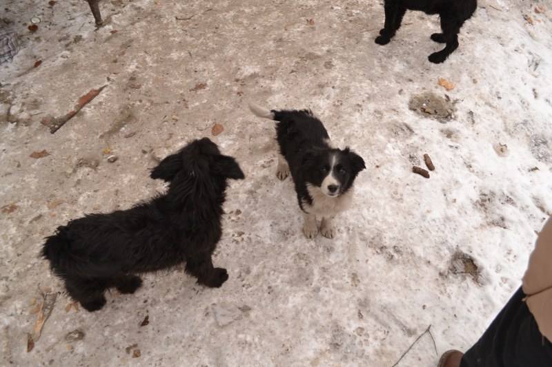 Přesto, že sami nemají domov, pečlivě se starají o čtyřnohé kamarády