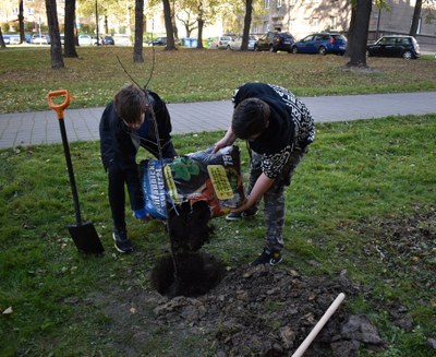 Ilustrační foto sázení stromů. Autor: MMO