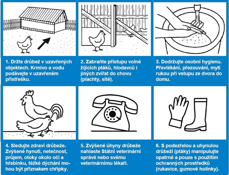 Graficky zpracované rady pro prevenci před nákazou chovů nemocemi typu ptačí chřipky. Zdroj: Státní veterinární správa České republiky