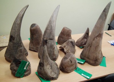 Nosorožčí rohy, které byly zabaveny v České republice. Foto: ČIŽP