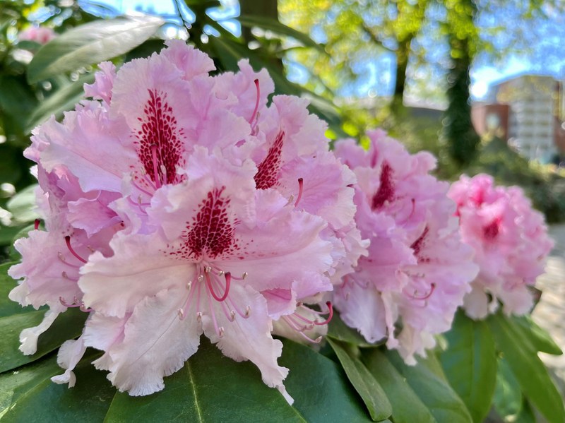 Rozkvetlý rododendron (postaru pěnišník, jinak též azalka) v Zoologické zahradě a botanickém parku Ostrava. Foto: Jana Strakošová