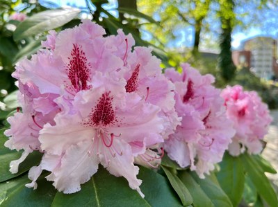 Rozkvetlý rododendron (postaru pěnišník, jinak též azalka) v Zoologické zahradě a botanickém parku Ostrava. Foto: Jana Strakošová