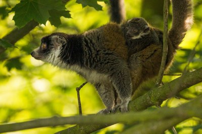 Nová vzácnost v zoo – lemur mongoz