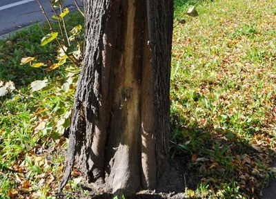 Jeden z poškozených stromů v Sokolské třídě. Foto: MMO