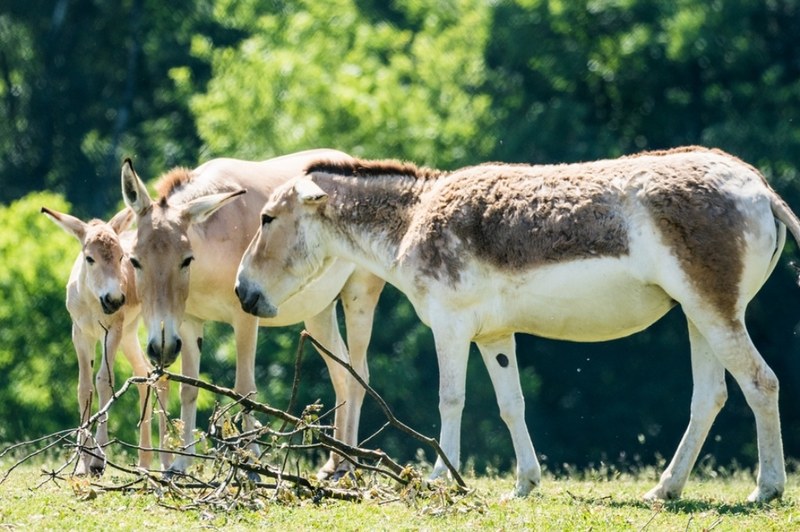 Onageři v Zoo Ostrava.