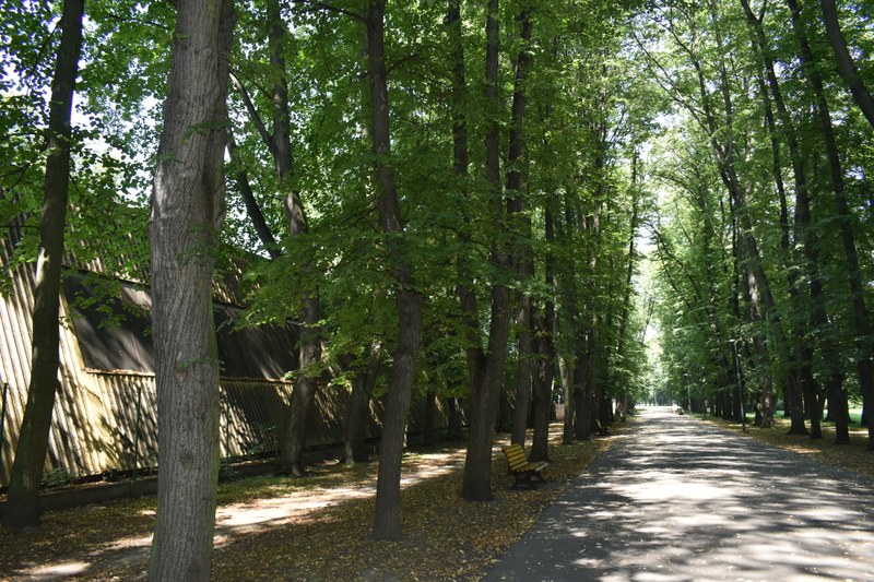 Stromů v této části Komenského sadů by se kácení patrně dotklo nejdříve a v nejvyšší míře. Foto: MMO