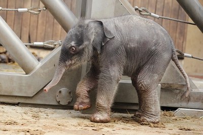 FOTO: Slonice Vishesh se svým novým mládětem. Snímek:  Zoo Ostrava