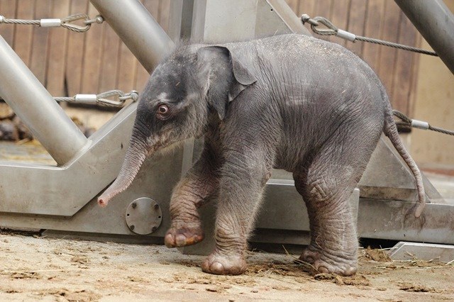 Sloní radost v ostravské zoo Sloní radost v ostravské zoo