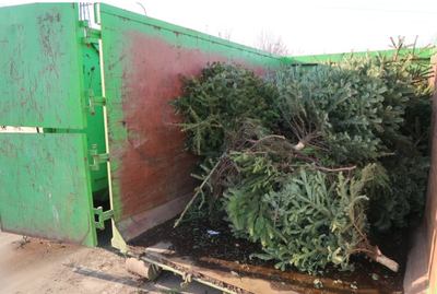 Ilustrační foto. Odstrojené vánoční stromky v kontejneru OZO. Foto: MMO