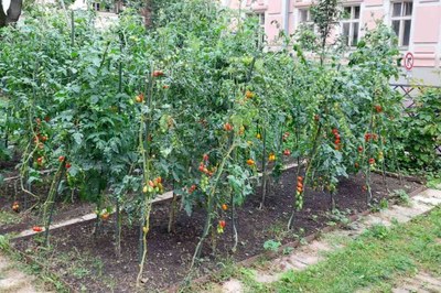 Podpořený projekt s názvem Zelená oáza. Foto: ZŠ Matiční