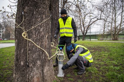 Injektáž proti klíněnce. Foto: Lukáš Kaboň