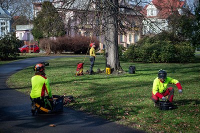 Ošetřování městské zeleně proti tzv. krásné zhoubě stromů - jmelí. Foto: Lukáš Kaboň