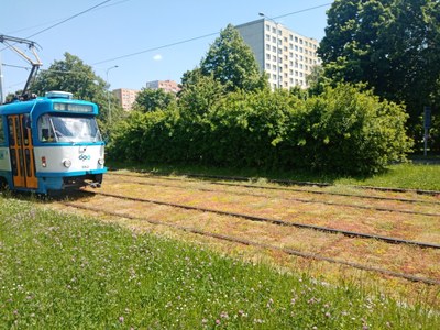 Ozeleněný tramvajový úsek v Horní ulici. Foto: MMO