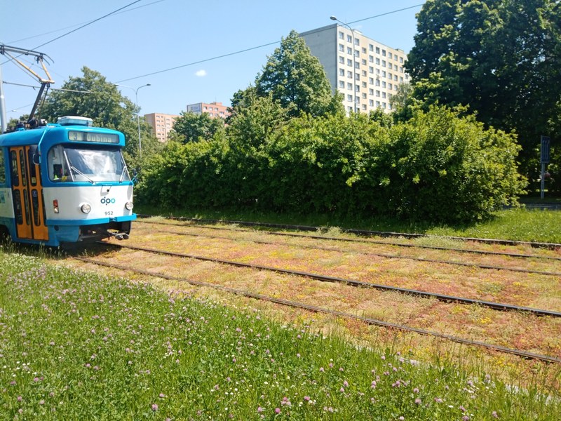 Ostrava zahájila v ulici Horní inovativní ozelenění tramvajové trati Ostrava zahájila v ulici Horní inovativní ozelenění tramvajové trati