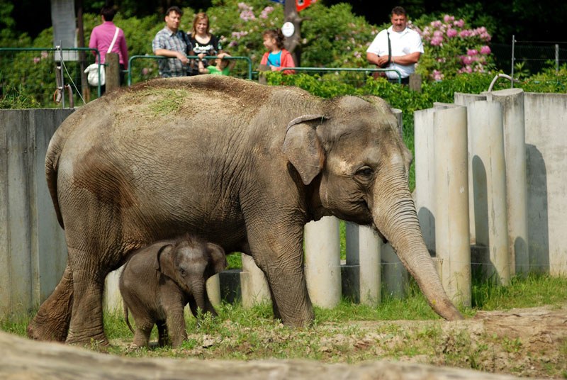 Ostravská zoo slaví šedesátku Ostravská zoo slaví šedesátku