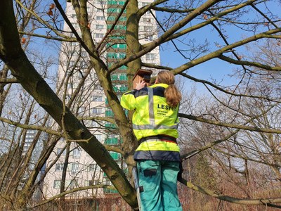 V Ostravě probíhá instalace nových ptačích budek. Foto: Eva Molnárová
