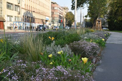 Trvalkové záhony v Sokolské třídě v centru města. Foto: Hana Oborilová