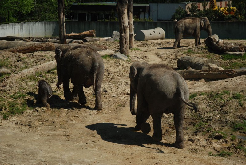 Pavilon slonů v zoo Ostrava je opět otevřen Pavilon slonů v zoo Ostrava je opět otevřen