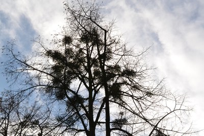 Jmelí na stromech přibývá. Foto: Hana Oborilová