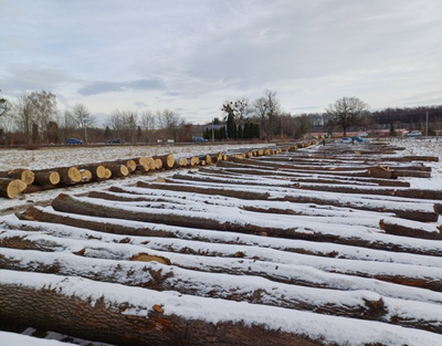 Surové dříví. Ilustrační foto. Zdroj: Ostravské městské lesy a zeleň