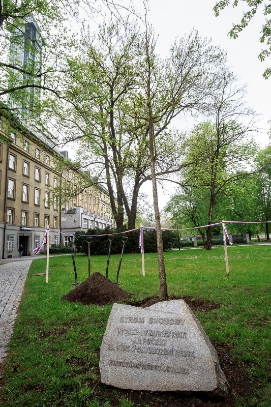 Sazenice jinanu dvoulaločného.