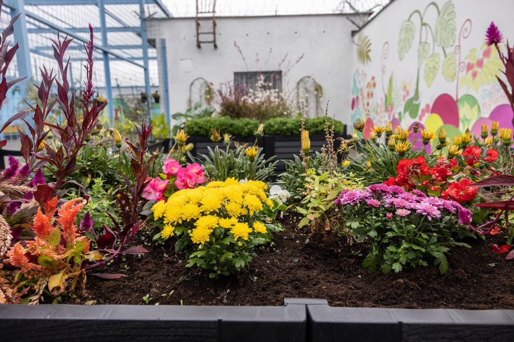 Ozelenění střechy vazební věznice. Foto: Jiří Zerzoň	