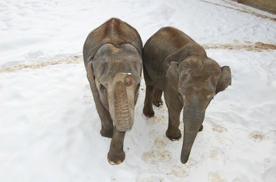 Ilustrační foto - sloni v ZOO. Foto: V. Adámek